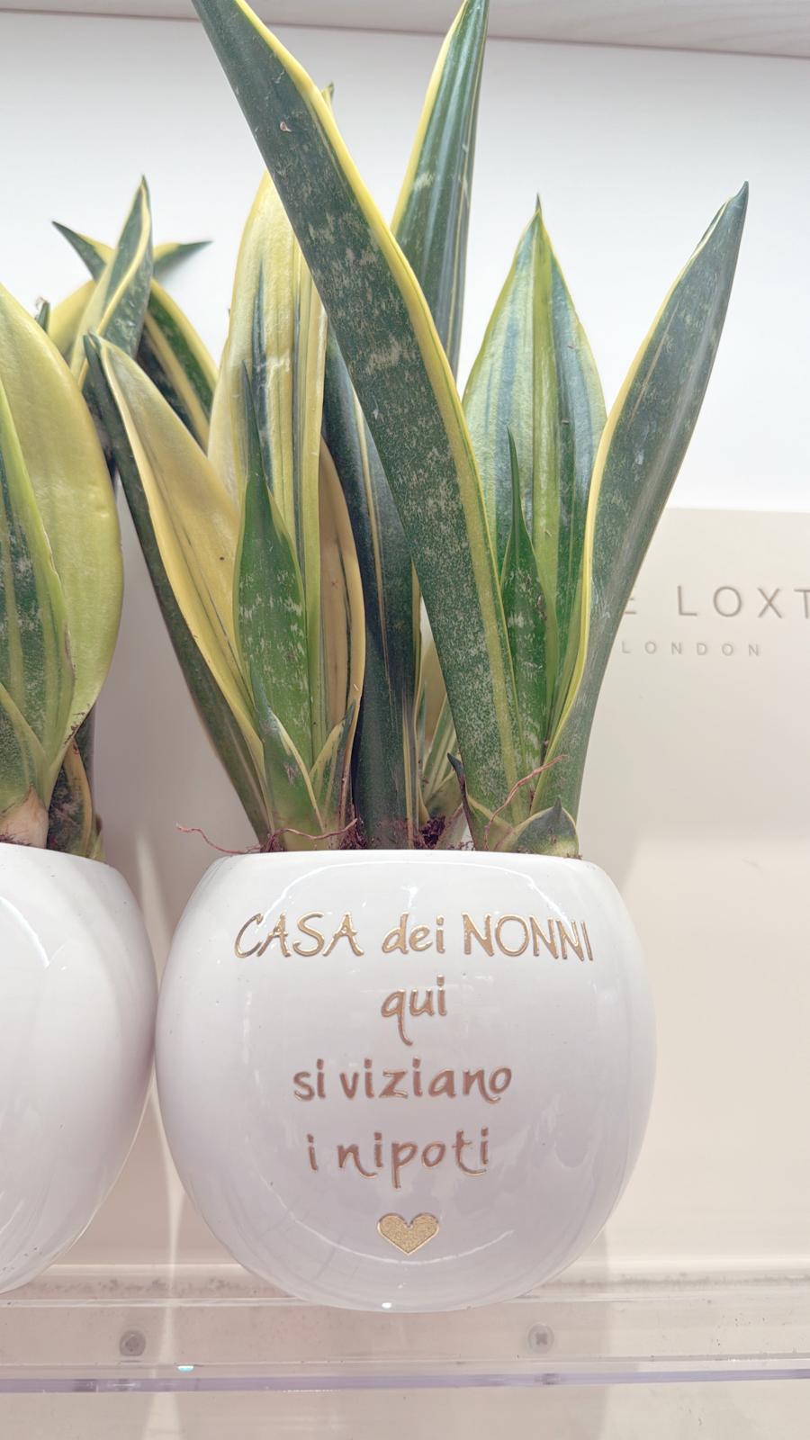 Pianta grande personalizzata