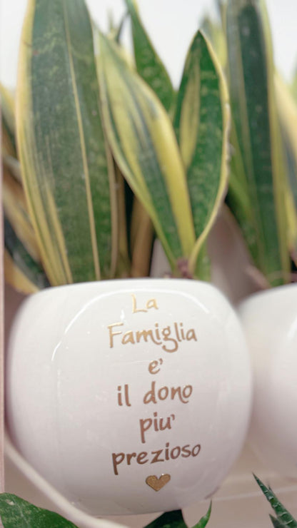 Pianta grande personalizzata