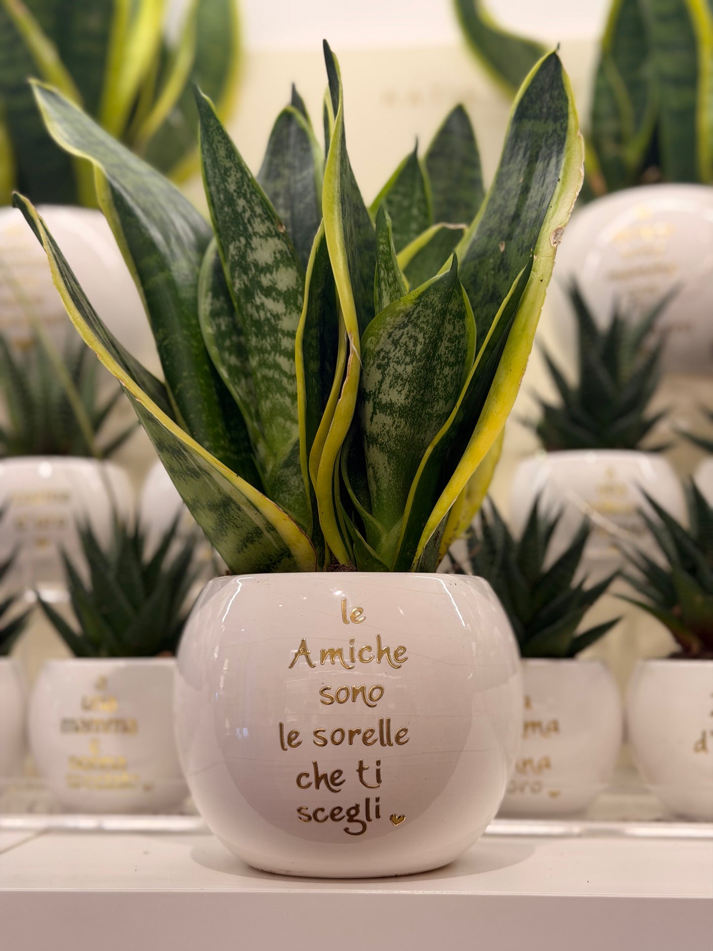 Pianta grande personalizzata