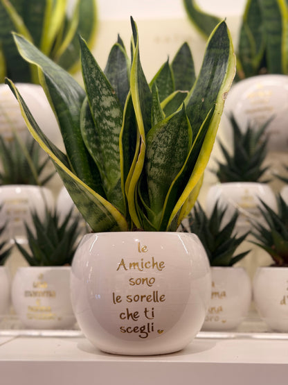 Pianta grande personalizzata